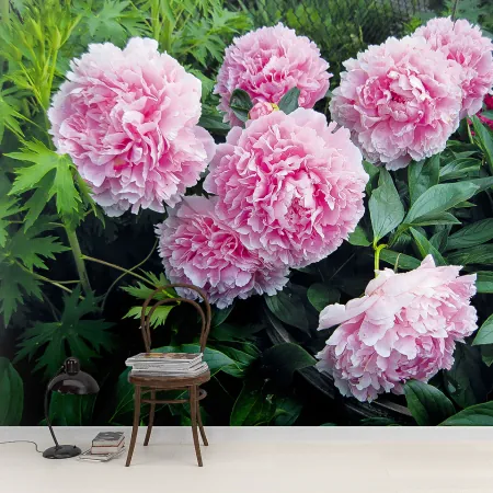 Фотообои Розовые Пионы в саду, арт. 60564, пример фотообоев на стене