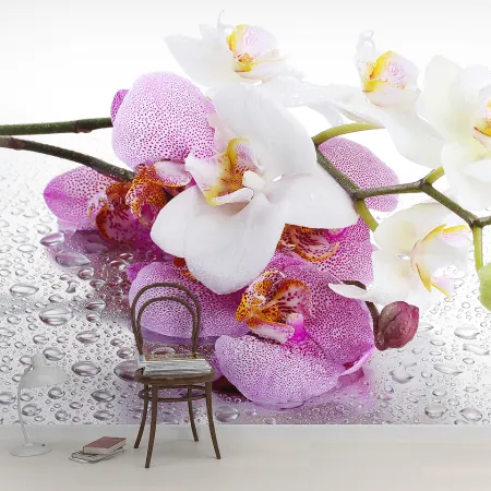 Фотообои Орхидеи, арт. 60621, пример фотообоев на стене