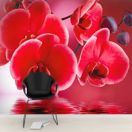 Фотообои Красная орхидея, арт. 60623, пример фотообоев на стене