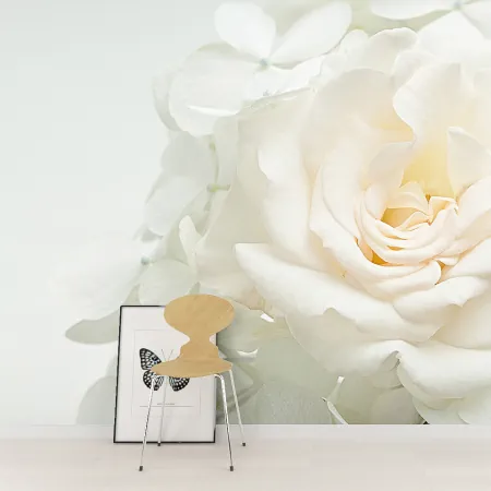 Фотообои Белая роза, арт. 60624, пример фотообоев на стене