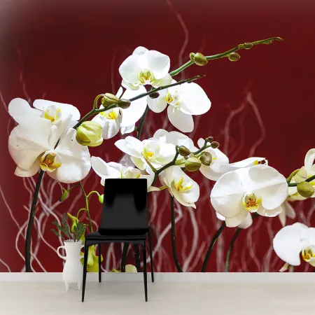 Фотообои Орхидея, арт. 60626, пример фотообоев на стене