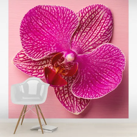 Фотообои Орхидея, арт. 60632, пример фотообоев на стене